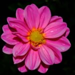 How to Elevate Your Look with Crystal Hair Accessories: The Ultimate Guide